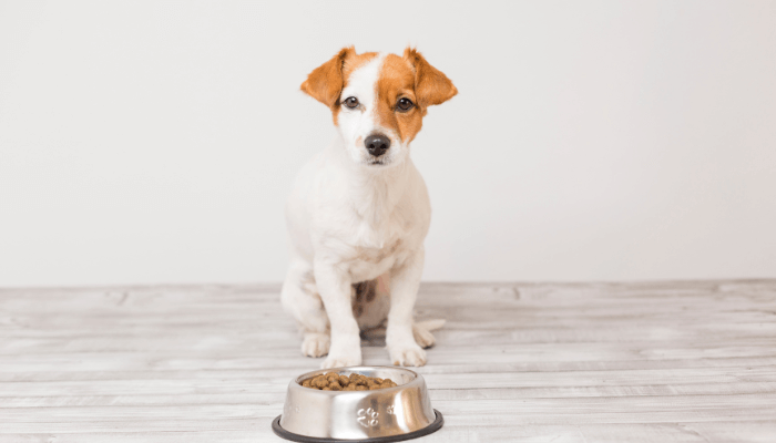 犬　待て　注意点